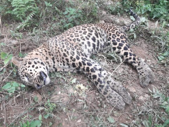 संरक्षित चितुवा मृत फेला