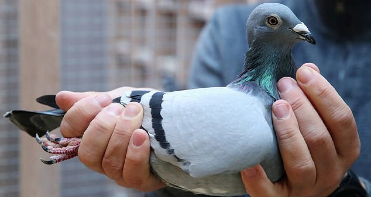 साढे २२ करोड रुपैयाँ मूल्यमा बिक्री भएको परेवा !