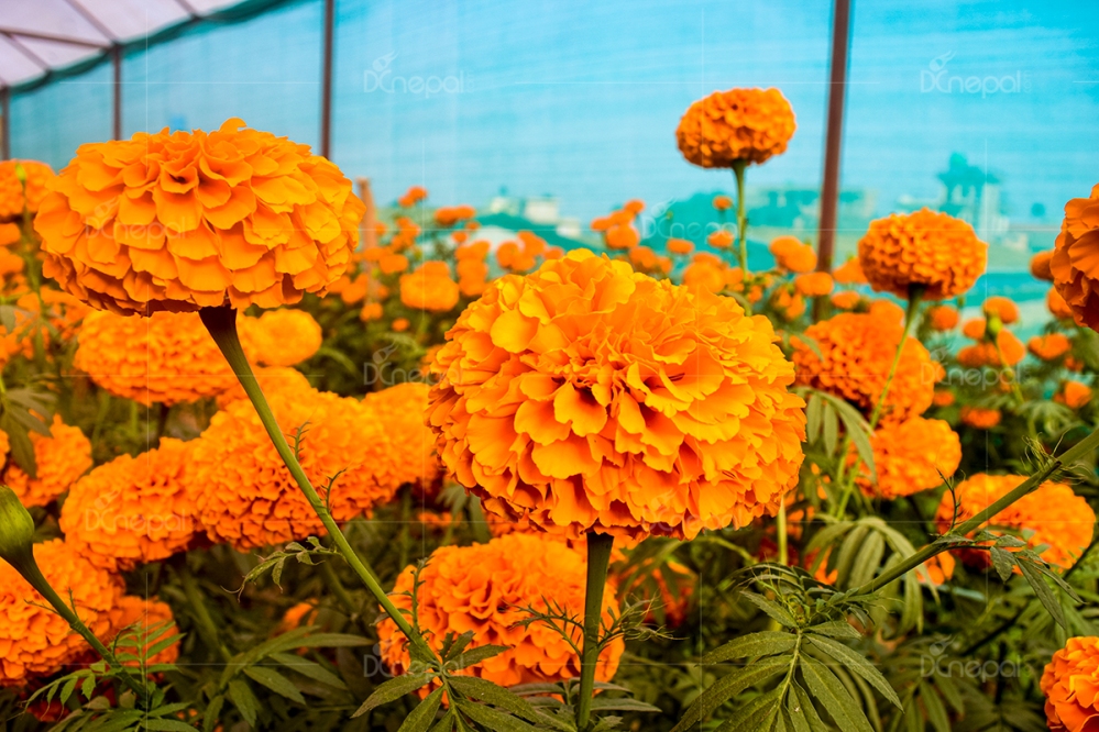 निर्वाचनमा फूलमाला बिक्री बढ्यो