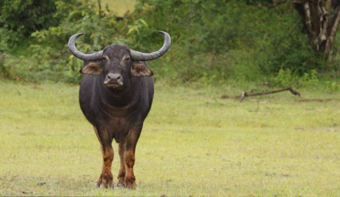 चितवन निकुञ्जमा अर्नाले जन्मायो बच्चा