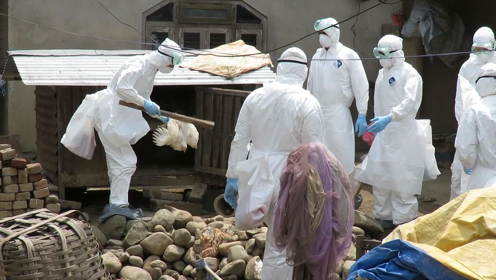 प्रदेशस्तरीय बर्डफ्लु रोग नियन्त्रण समन्वय समिति गठन