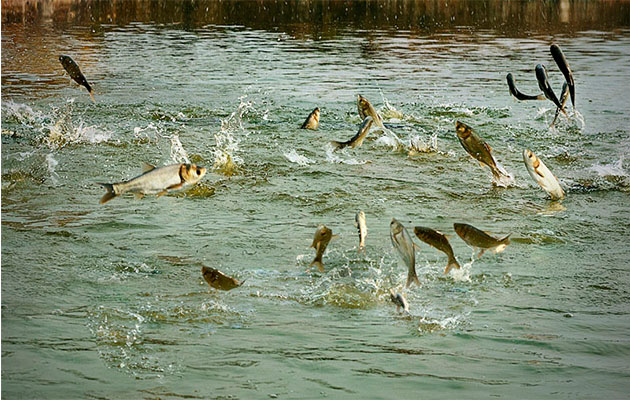 माछापालन र होटल व्यवसायबाट मनग्य आम्दानी