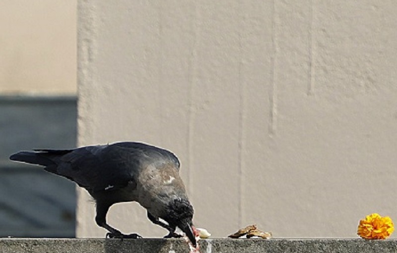 यमपञ्चककाे दाेस्राे दिन आज कागतिहार