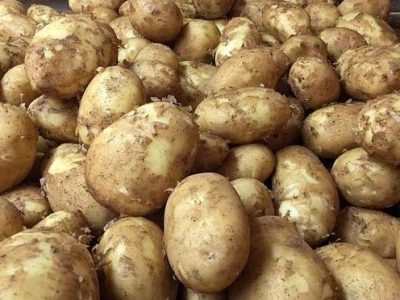 उत्पादनअघि नै बजार सुनिश्चित, किसान उत्साहित