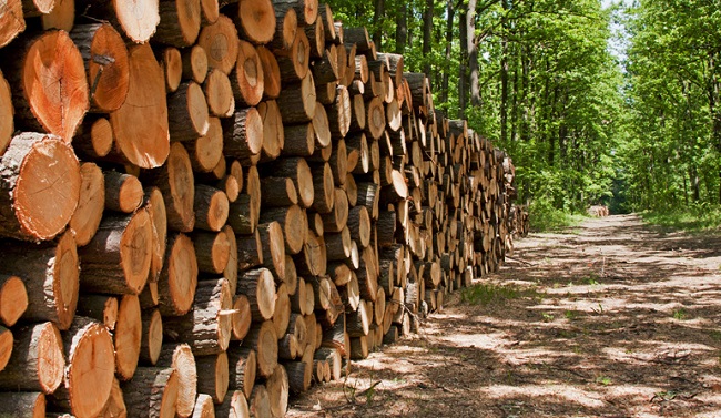 सालको काठमा लगाइएको रोकावट खुलाउन माग