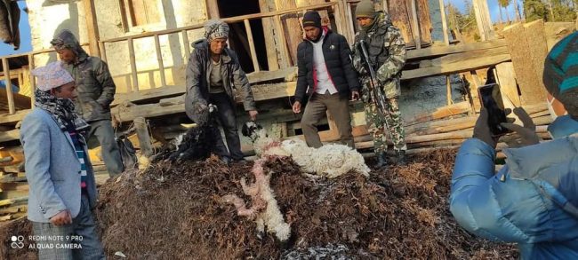 निकुन्जका जनावरले भेडाबाख्रा खाएपछि मुगुका किसान मारमा