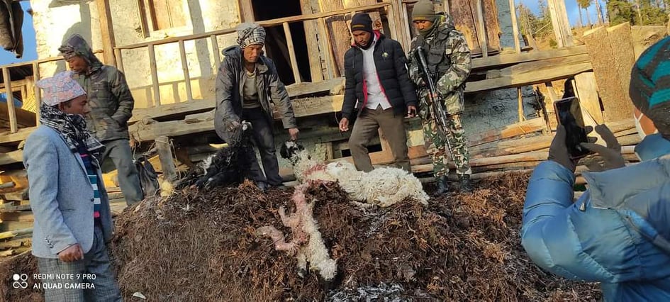 निकुन्जका जनावरले भेडाबाख्रा खाएपछि मुगुका किसान मारमा