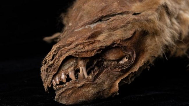 क्यानडामा भेटियो ५६ हजार वर्ष पुरानो ब्वाँसोको ‘ममी’, कसरी मरेको थियो?