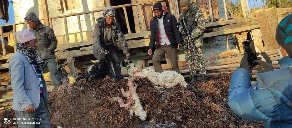 भालुले भेडाबाख्रा खाइदियो, स्पष्ट कानुन नहुँदा स्थानीयले क्षतिपूर्ति पाएनन्