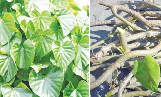 बालाजु बाइस धारा क्षेत्रको शिवालयमा रोपियो ५ सय बिरुवा गुर्जो