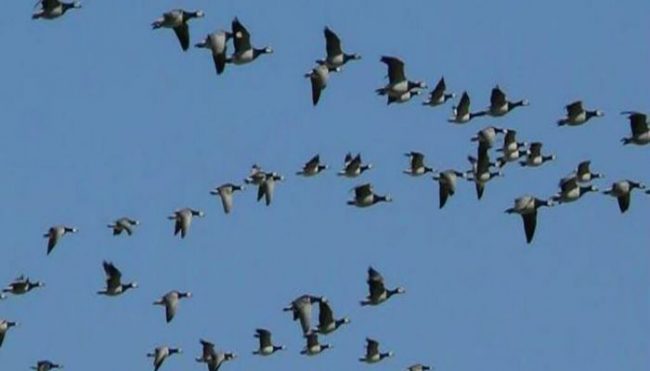 बसाइँ सारेर आउने चराको चहलपहल बढ्यो