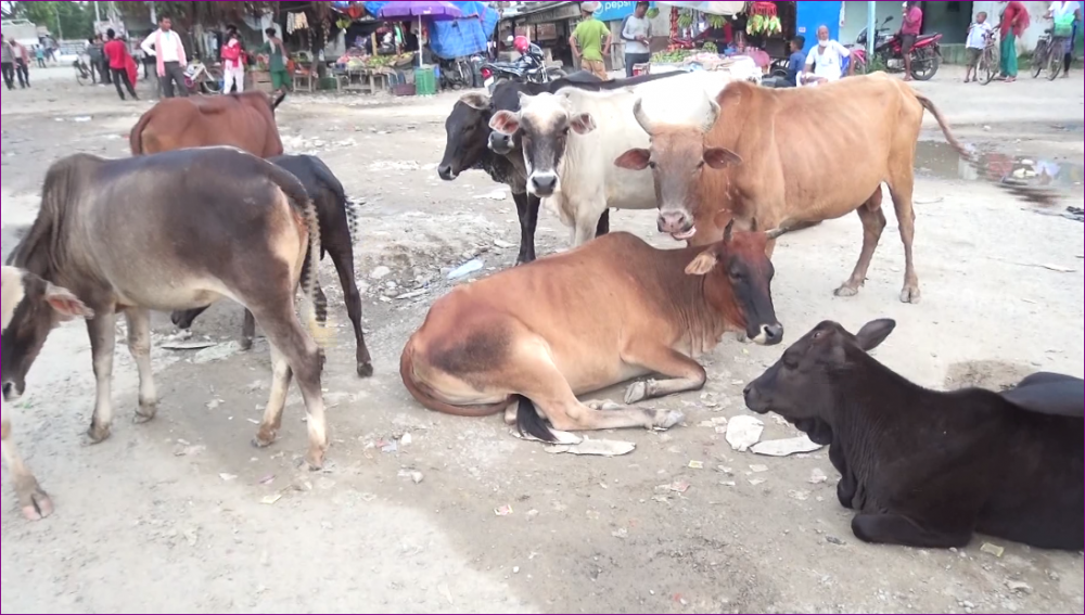 तुलसीपुरको सडकमा छाडाचौपाय, व्यवस्थापनमा मौन स्थानीय सरकार