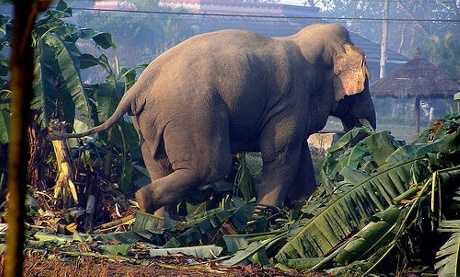 सप्तरीमा जङ्गली हात्तीको आतङ्क