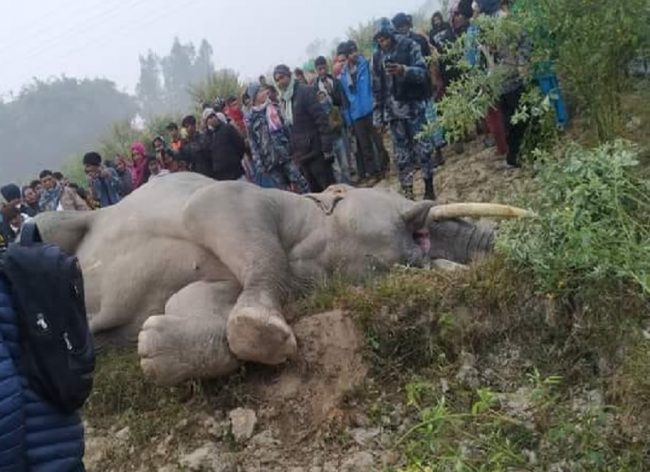 हात्तीको करेन्ट लागेर मृत्यु