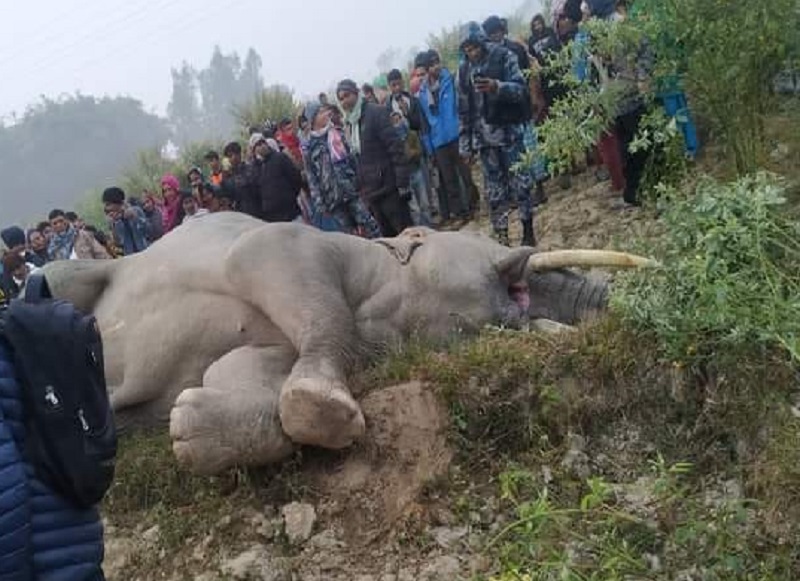 हात्तीको करेन्ट लागेर मृत्यु