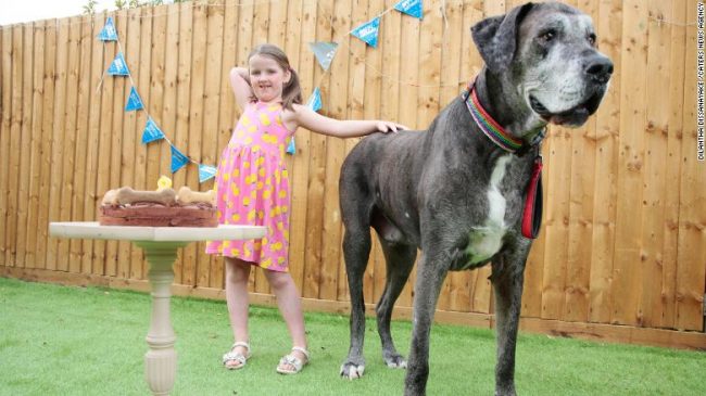 विश्वको सबैभन्दा अग्लो कुकुरको मृत्यु