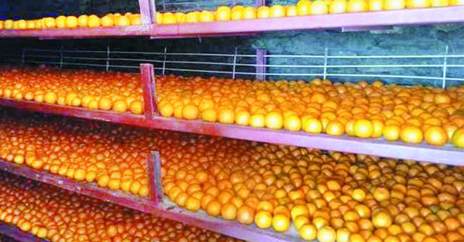 सुन्तला सुरक्षित गर्न दम्दालमा सेलार स्टोर