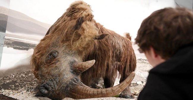 ४० हजार वर्ष पुरानो लामो रौं भएको गैडाको अवशेष भेटियो