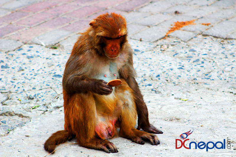 बाँदर किन मानव समुदाय कै वरिपरी बस्न रुचाउँछ?