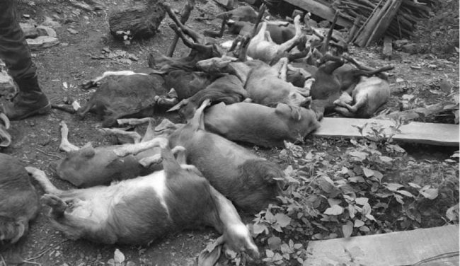 हिमपातसँगै चिसोले दर्जनौ बाख्रा मरेको आशंका, छैन चेक जाँचको व्यवस्था