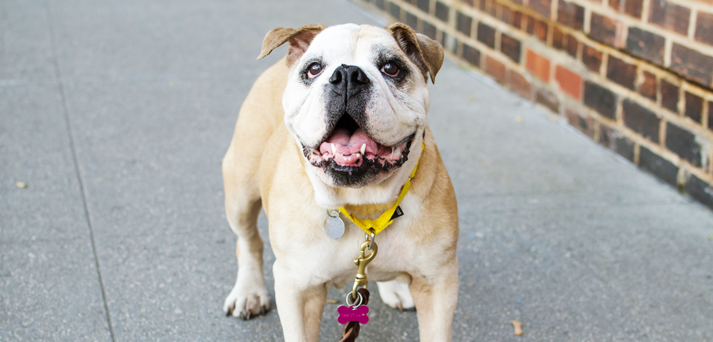 कोरोनाभाइरस महामारीले कुकुर चोरी बढ्यो, २०२० मा इतिहासमै धेरै कुकुर चोरी !