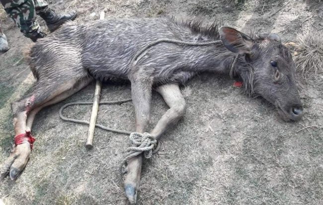 बुलबुले तालमा फसेको जरायोको उद्धार