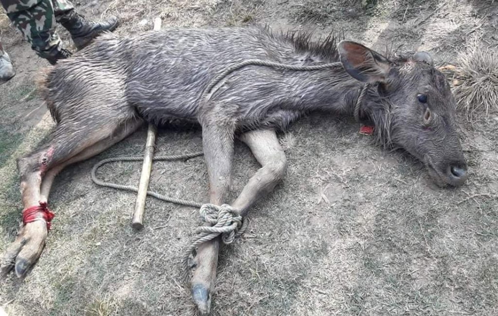 बुलबुले तालमा फसेको जरायोको उद्धार