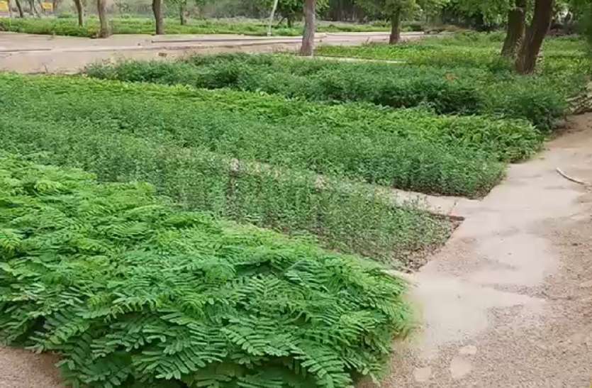 निजी नर्सरीलाई बिरुवा बिक्री गर्न रोक