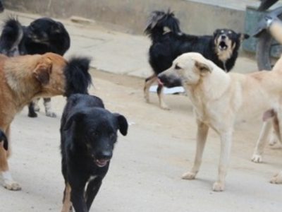 कुकुरको टोकाइबाट एकैदिन १७ जना घाइते