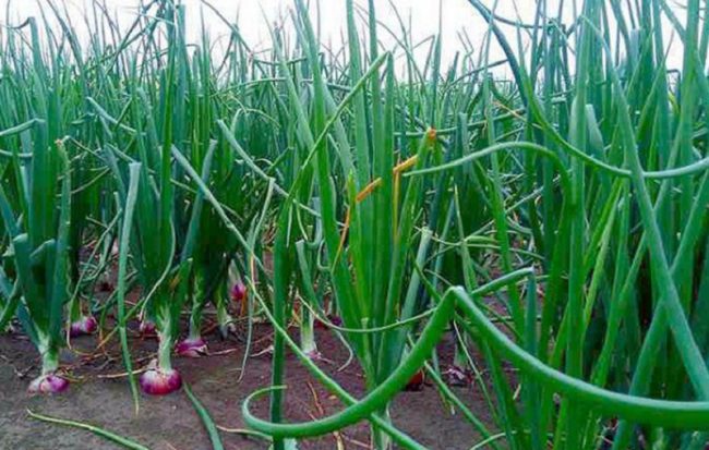 प्याजका बेर्ना बेचेर मनग्य आम्दानी