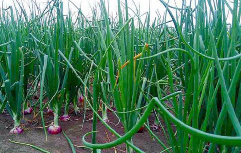 प्याजका बेर्ना बेचेर मनग्य आम्दानी