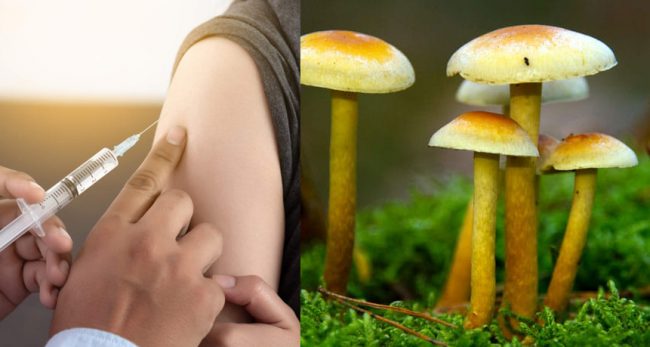 युवकले च्याउको चिया सुइबाट नशामा हाले, केही समयपछि शरीरमै उम्रियो च्याउ