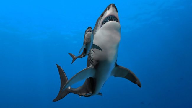 समुद्रमा घुम्न गएकी एक महिलाको शार्कको आक्रमणबाट मृत्यु