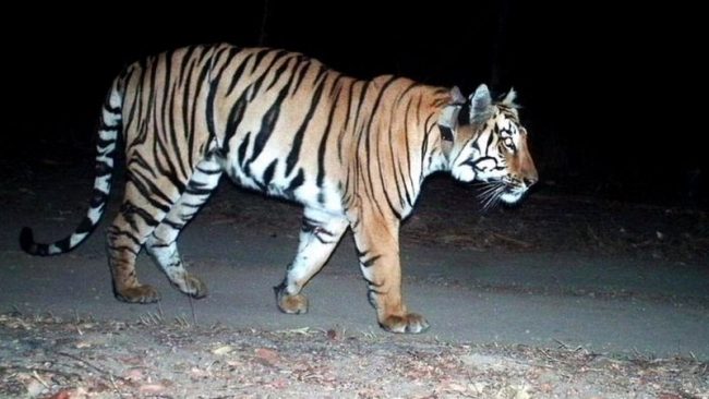 बर्दियामा बाघ आतङ्क : नागरिक सम्साँझैँ घरभित्र बस्न बाध्य