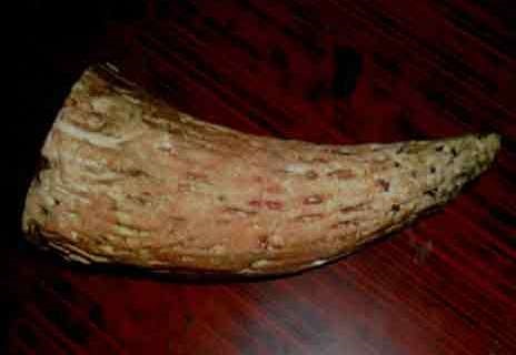 बेवारिसे अवस्थामा गैँडाको खाग भेटियो