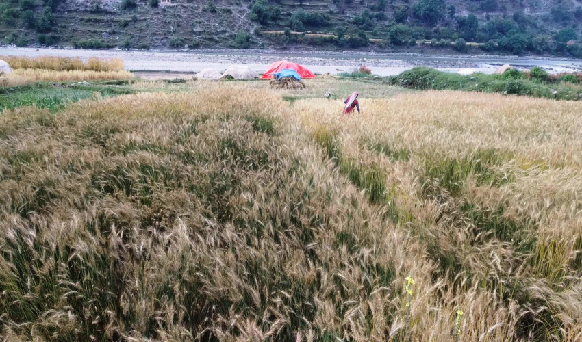 वर्षा नहुँदा चिन्ताः गहुँबाली सुक्दै