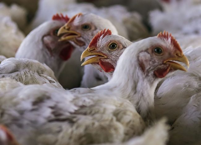 विश्वमै पहिलो पटक मानिसमा देखियो बर्ड फ्लु !