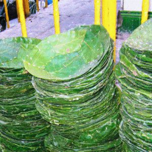 महिलाले थाले दुनाटपरीको व्यावसायिक उत्पादन