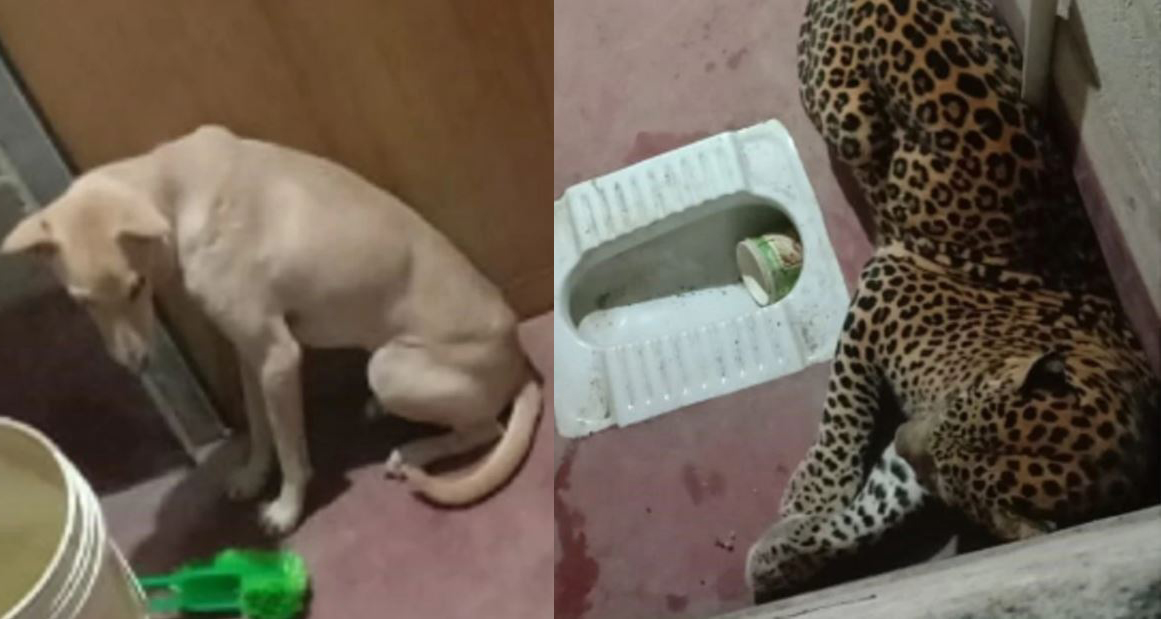 कुकुर र चितुवा एउटै ट्वाइलेटभित्र ७ घण्टासम्म थुनिएपछि…