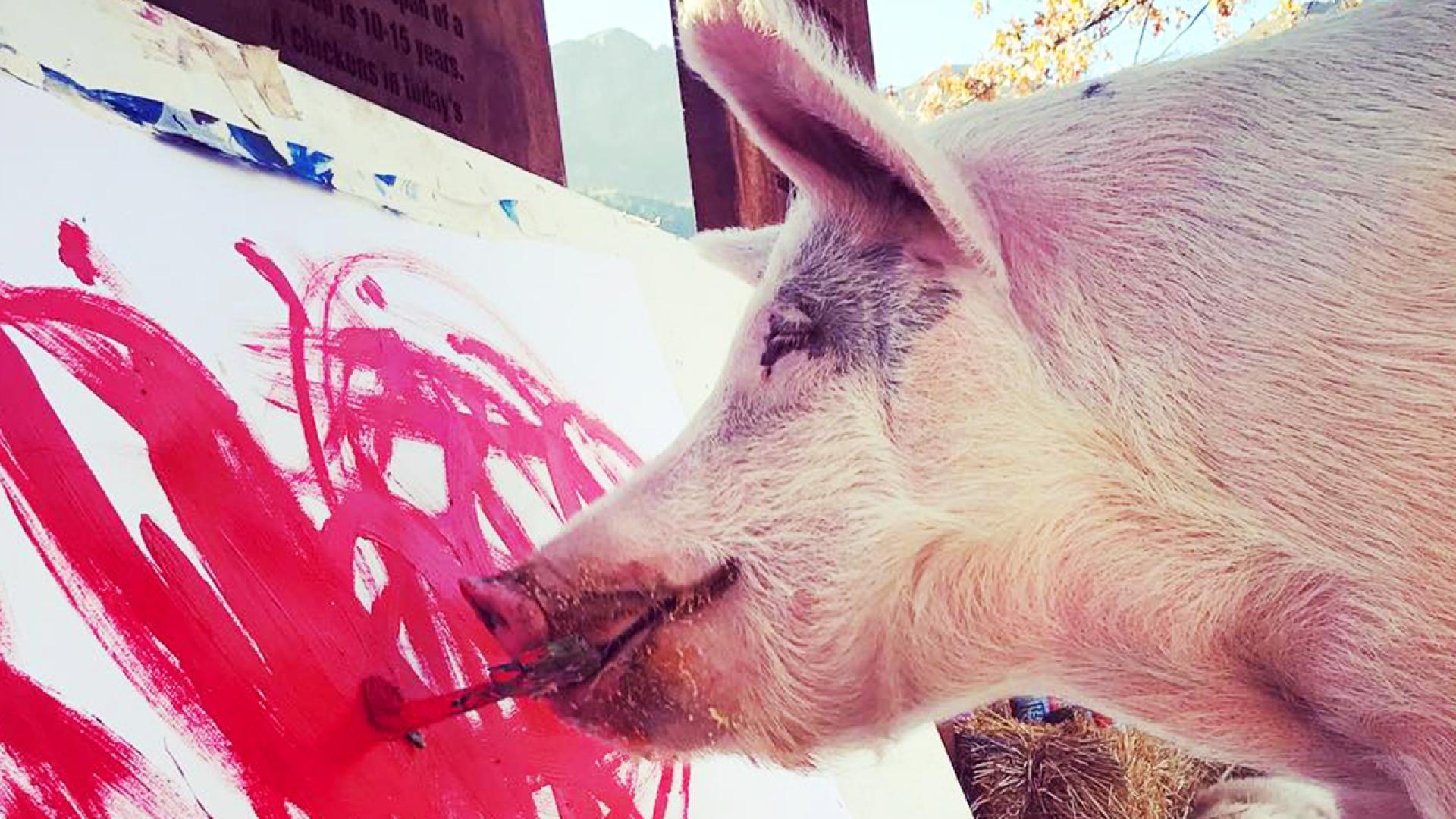 सुँगुरको मुटु दुई जना ब्रेन डेड बिरामीमा सफलतापूर्वक प्रत्यारोपण