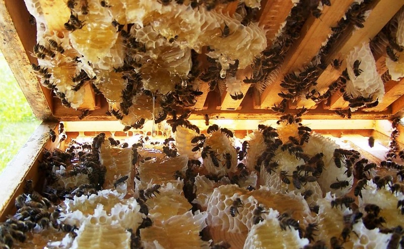 मौरीबाट उपचार गर्ने केन्द्र स्थापना गरिँदै