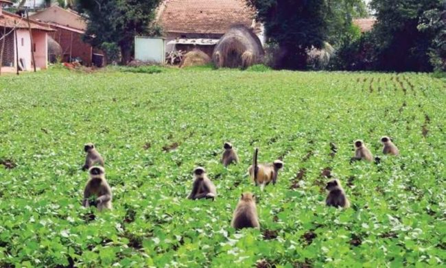 बाँदरलाई जङ्गलमै भुलाउन फलफूल खेती