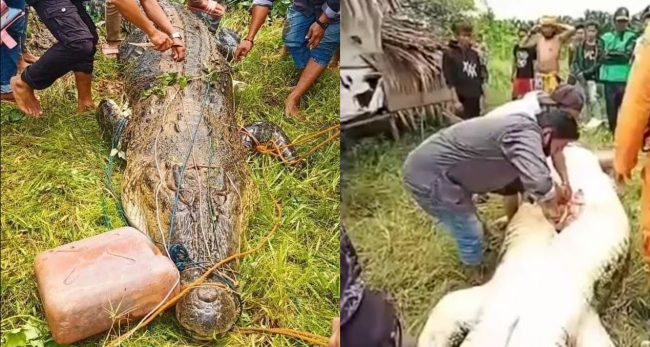 ८ वर्षका बालकलाई गोहीले निल्यो, पेट चिरेर बाहिर निकालियो