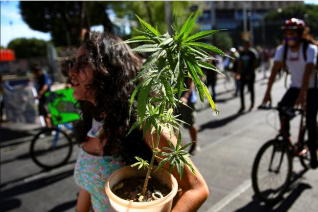 यता नेपालमा शिवरात्री, उता मेक्सिकोमा गाँजाका विषयमा ऐतिहासिक निर्णय !