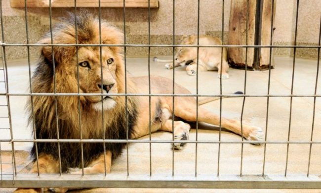 चिडियाखानाको सिंहलाई ‘बचाउन’ भन्दै पिंजडाभित्र हाम्फालेका व्यक्ति आफैं मुस्किलले बाँचे