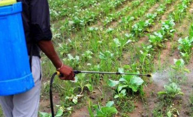 तरकारीमा विषादी बढेपछि किसानलाई सचेत गराइँदै