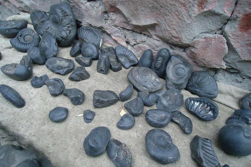 टापुधाममा शालिग्राम सङ्ग्रहालय निर्माण