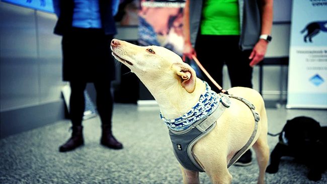 स्निफर कुकुरको यस्तो डर ! चोरले चोरेको १ लाख ७० हजार रुपैयाँ त्यही घरमा ल्याएर राखिदिए