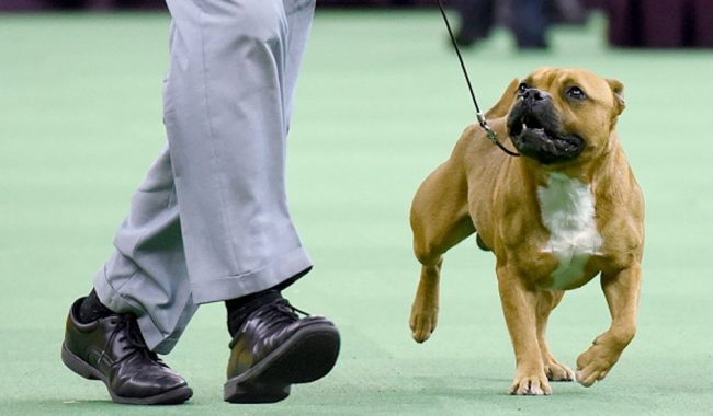 कुकुर घुमाउन पठाएको रिसमा मातापिताको हत्या, आमाको लाश भेटियो पिताको बेपत्ता