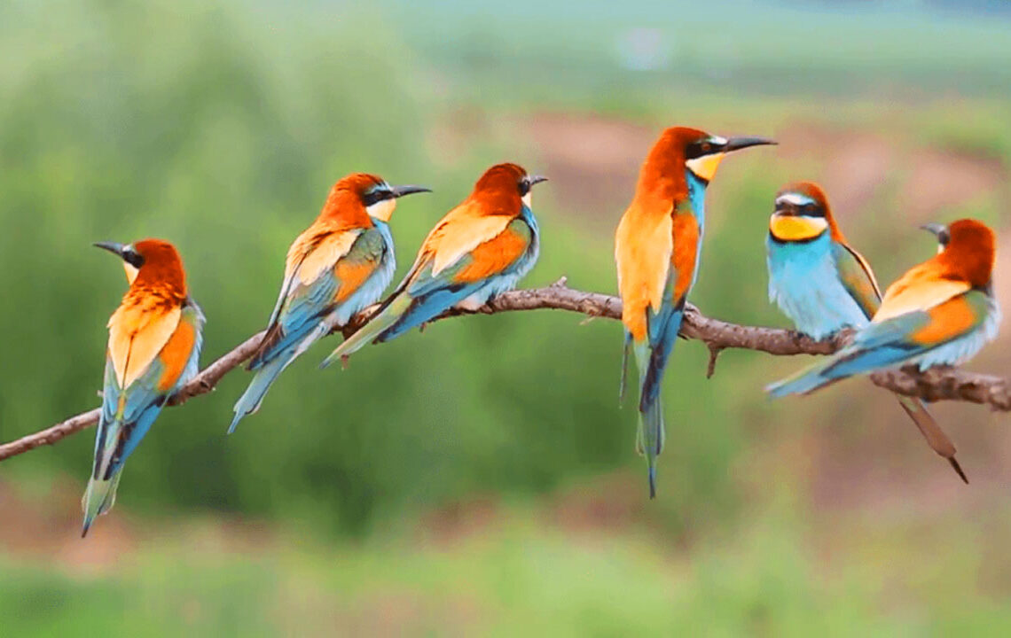 नयाँ प्रजातिको चरा फेला